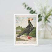 Carte Postale Gravure litho pigeon antique The Carrier (Debout devant)