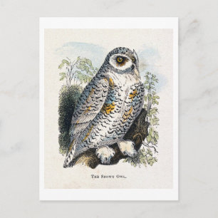 Carte Postale Gravure vintage de harfang des neiges