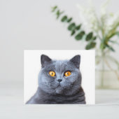 Carte Postale Gray cat yellow (Debout devant)