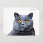 Carte Postale Gray cat yellow (Devant / Derrière)