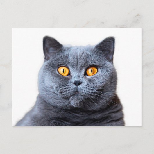 Carte Postale Gray cat yellow (Devant)