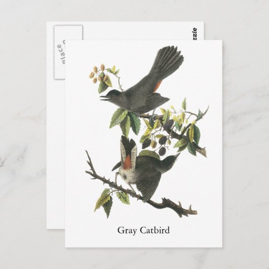Carte Postale Gray Catbird, John Audubon (Devant / Derrière)