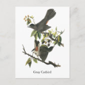 Carte Postale Gray Catbird, John Audubon (Devant)