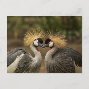 Carte Postale Gray Crowne Crane couple d'oiseaux