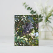 Carte Postale Gray Fantail (Debout devant)