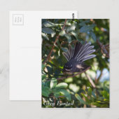 Carte Postale Gray Fantail (Devant / Derrière)