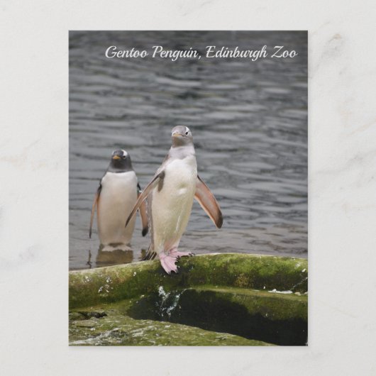 Carte Postale Gray Gentoo Penguin Edinburgh Zoo Écosse (Devant)