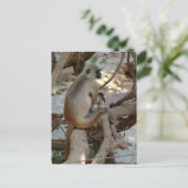 Carte Postale Gray Langur - Repose-toi (Debout devant)