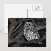 Carte Postale Gray Morph Ecran de l'EstChouette à la nuit (Devant / Derrière)