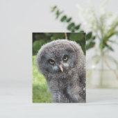 CARTE POSTALE GRAY OWL (Debout devant)