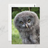 CARTE POSTALE GRAY OWL (Devant / Derrière)