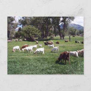 Carte Postale Grazing Goats
