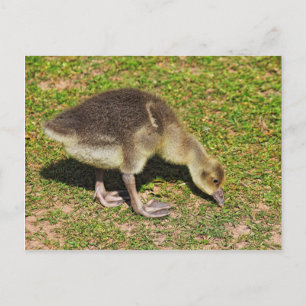 Carte Postale Grazing Gosling. Lac Roath Park, Cardiff, Pays de 