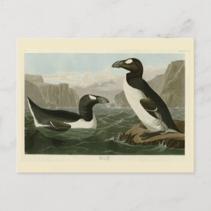 Carte Postale Great Auk - John James Audubon's Birds of America