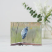 Carte postale Great Blue Heron (Debout devant)