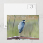 Carte postale Great Blue Heron (Devant / Derrière)
