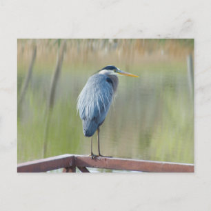 Carte postale Great Blue Heron