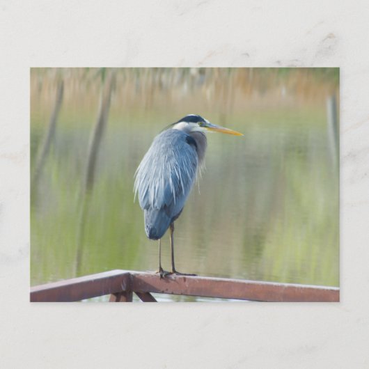 Carte postale Great Blue Heron (Devant)