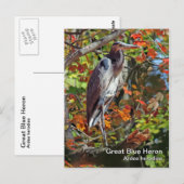 Carte postale Great Blue Heron (Devant / Derrière)
