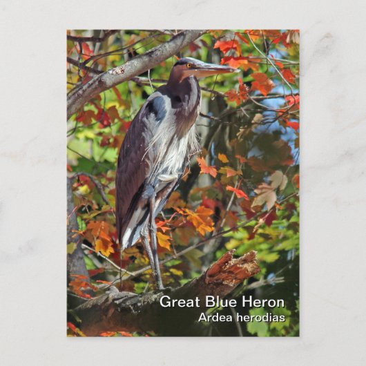 Carte postale Great Blue Heron (Devant)