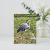 Carte postale Great Blue Heron (Debout devant)