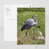 Carte postale Great Blue Heron (Devant / Derrière)