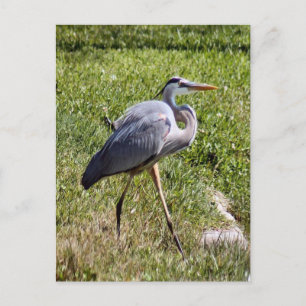 Carte postale Great Blue Heron