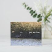 Carte postale Great Blue Heron (Debout devant)