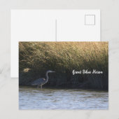 Carte postale Great Blue Heron (Devant / Derrière)
