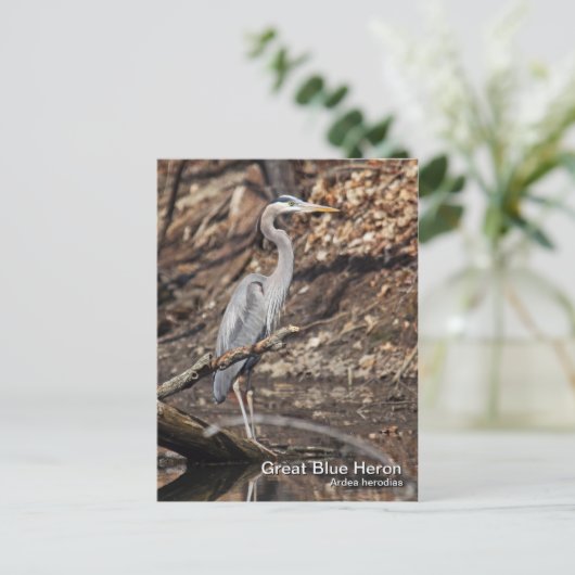Carte postale Great Blue Heron (Debout devant)