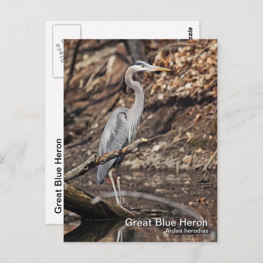 Carte postale Great Blue Heron (Devant / Derrière)
