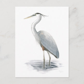 Carte postale Great Blue Heron