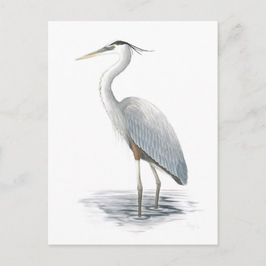 Carte postale Great Blue Heron (Devant)