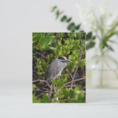 Carte postale Great Blue Heron (Debout devant)