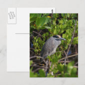 Carte postale Great Blue Heron (Devant / Derrière)