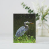 Carte postale Great Blue Heron 3 (Debout devant)