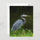 Carte postale Great Blue Heron 3 (Devant / Derrière)