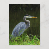Carte postale Great Blue Heron 3 (Devant)