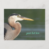 Carte postale Great Blue Heron Close (Devant)