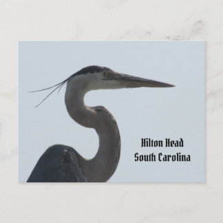 Carte postale Great Blue Heron Hilton Head SC