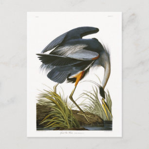 Carte Postale Great Blue Heron, John James Audubon Fine Art