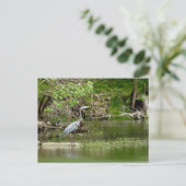 Carte Postale Great Blue Heron Tennessee la faune de la rivière (Debout devant)