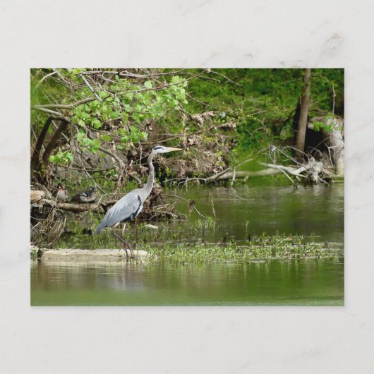 Carte Postale Great Blue Heron Tennessee la faune de la rivière (Devant)
