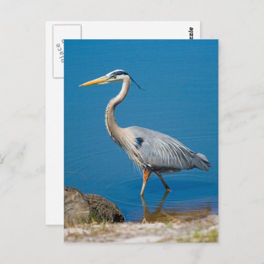 Carte postale Great Blue Heron Wading (Devant / Derrière)