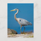 Carte postale Great Blue Heron Wading (Devant)
