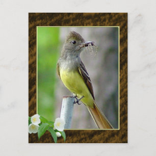 Carte postale Great Crested Flycatcher 2