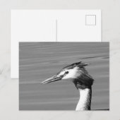 Carte postale Great Crested Grebe (Devant / Derrière)