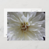 Carte Postale Great Dahlia 1 - educatedbrainfart (Devant / Derrière)