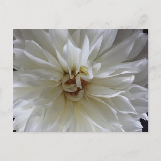 Carte Postale Great Dahlia 1 - educatedbrainfart (Devant)