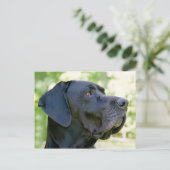 Carte postale Great Dane (Debout devant)